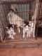 Siberian Husky Puppies for sale in Coushatta, LA 71019, USA. price: NA