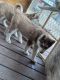 Siberian Husky Puppies for sale in Tyler, TX, USA. price: NA