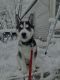 Siberian Husky Puppies for sale in Lee, NH, USA. price: $1,600