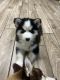 Siberian Husky Puppies for sale in RONOK RPD AFS, NC 27870, USA. price: $1,000