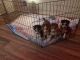 Siberian Husky Puppies for sale in Chatsworth, Los Angeles, CA, USA. price: $300