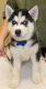 Siberian Husky Puppies for sale in Maple Valley, WA 98038, USA. price: $2,000