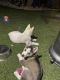 Siberian Husky Puppies for sale in San Diego, CA 92116, USA. price: $400