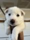 Siberian Husky Puppies for sale in Graham, NC, USA. price: $800