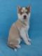 Siberian Husky Puppies for sale in Seymour, MO 65746, USA. price: NA