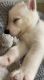 Siberian Husky Puppies for sale in Clear Lake City, Houston, TX, USA. price: NA
