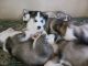Siberian Husky Puppies for sale in Phoenix, AZ 85033, USA. price: $500