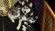 Siberian Husky Puppies for sale in Crystal Lake, IL, USA. price: $800