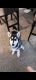 Siberian Husky Puppies for sale in Albuquerque, NM 87112, USA. price: NA