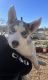 Siberian Husky Puppies for sale in Perris, CA, USA. price: $600