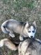 Siberian Husky Puppies for sale in Chesnee, SC 29323, USA. price: $400