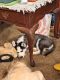 Siberian Husky Puppies for sale in Keizer, OR, USA. price: $400