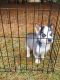 Siberian Husky Puppies for sale in Fremont, IN 46737, USA. price: $700