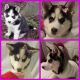 Siberian Husky Puppies for sale in Neosho, MO 64850, USA. price: $250