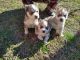 Siberian Husky Puppies for sale in Saucier, MS 39574, USA. price: NA