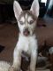 Siberian Husky Puppies for sale in Baytown, TX, USA. price: NA
