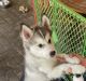 Siberian Husky Puppies for sale in Naples, FL, USA. price: NA