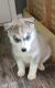 Siberian Husky Puppies for sale in Independence, MO, USA. price: $300