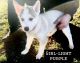 Siberian Husky Puppies for sale in Chico, CA, USA. price: $500