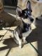 Siberian Husky Puppies for sale in Palmdale, CA, USA. price: $600