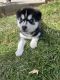 Siberian Husky Puppies for sale in Sterling, OH 44276, USA. price: $1,000
