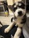 Siberian Husky Puppies for sale in Greenville, PA 16125, USA. price: $600
