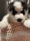 Siberian Husky Puppies for sale in Miami, FL, USA. price: $3,000