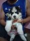 Siberian Husky Puppies for sale in Valenzuela City, Metro Manila, Philippines. price: 16500 PHP