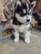 Siberian Husky Puppies for sale in Cheyenne, WY, USA. price: $2,000