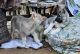 Siberian Husky Puppies for sale in Fredericksburg, VA 22401, USA. price: NA