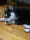 Siberian Husky Puppies for sale in The Bronx, NY, USA. price: $300