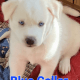 Siberian Husky Puppies for sale in Helen, GA 30545, USA. price: NA