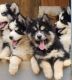 Siberian Husky Puppies for sale in Johnson City, TN 37604, USA. price: $450