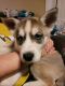 Siberian Husky Puppies for sale in North Highlands, CA, USA. price: $400