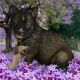 Siberian Husky Puppies for sale in Cedar Hill, MO 63016, USA. price: $1,250