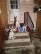 Siberian Husky Puppies for sale in Valentine, NE 69201, USA. price: NA