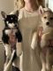 Siberian Husky Puppies for sale in Greensboro, NC 27407, USA. price: NA