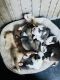 Siberian Husky Puppies for sale in Homestead, FL, USA. price: $850