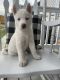 Siberian Husky Puppies for sale in Toano, VA 23168, USA. price: $1,800