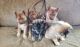 Siberian Husky Puppies for sale in Filion, MI 48432, USA. price: $500