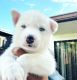 Siberian Husky Puppies for sale in Delray Beach, FL, USA. price: NA