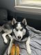 Siberian Husky Puppies for sale in Pittsburgh, PA, USA. price: $500