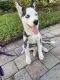 Siberian Husky Puppies for sale in Coral Springs, FL, USA. price: $3,000