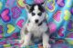 Siberian Husky Puppies for sale in Florida City, FL, USA. price: $1,100