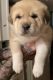 Siberian Husky Puppies for sale in Venus, TX 76084, USA. price: $75