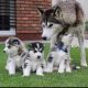 Siberian Husky Puppies for sale in Illinois Medical District, Chicago, IL, USA. price: $700