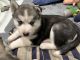 Siberian Husky Puppies for sale in Port Washington, NY, USA. price: NA