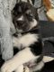 Siberian Husky Puppies for sale in Port Washington, NY, USA. price: $900