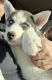 Siberian Husky Puppies for sale in Pennsauken Township, NJ, USA. price: $500