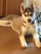 Siberian Husky Puppies for sale in Port Orchard, WA, USA. price: $800